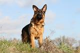 BERGER ALLEMAND 565